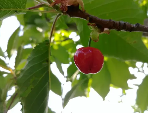 Plongez au cœur de la Fête de la Cerise et de Céret de Bandas 2025 !